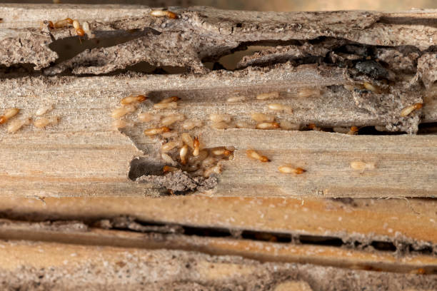Best Pest Removal Services  in Lutz, FL